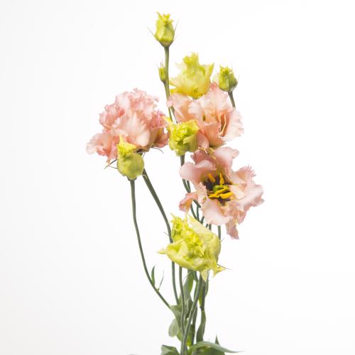 10x Eust.alissa light apricot du 70cm