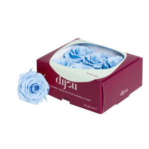 6x Dc pres.rozen light blue 0291c