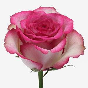 20x Rosa monique 60cm