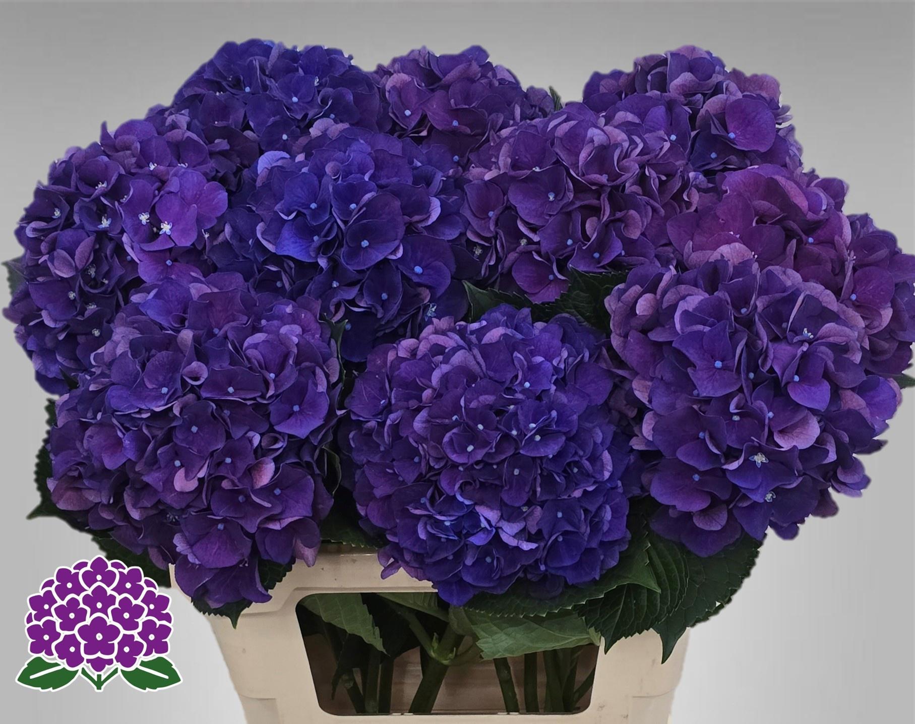 10x Hydr.royal king 60cm