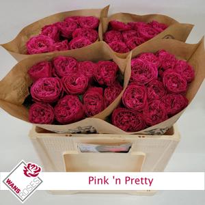 10x Rosa pink 'n pretty 50cm