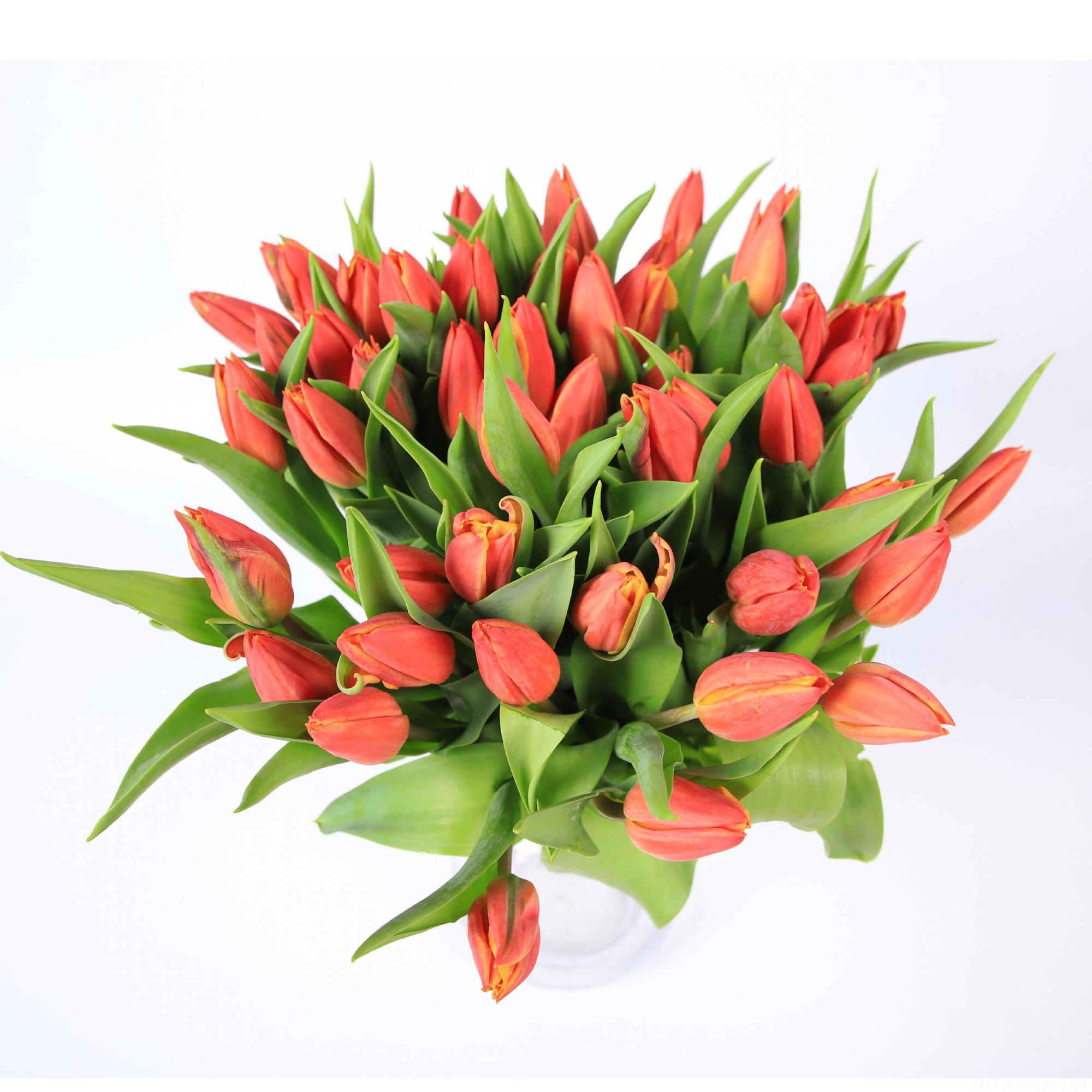 50x Tulipa 1 rood en 30cm