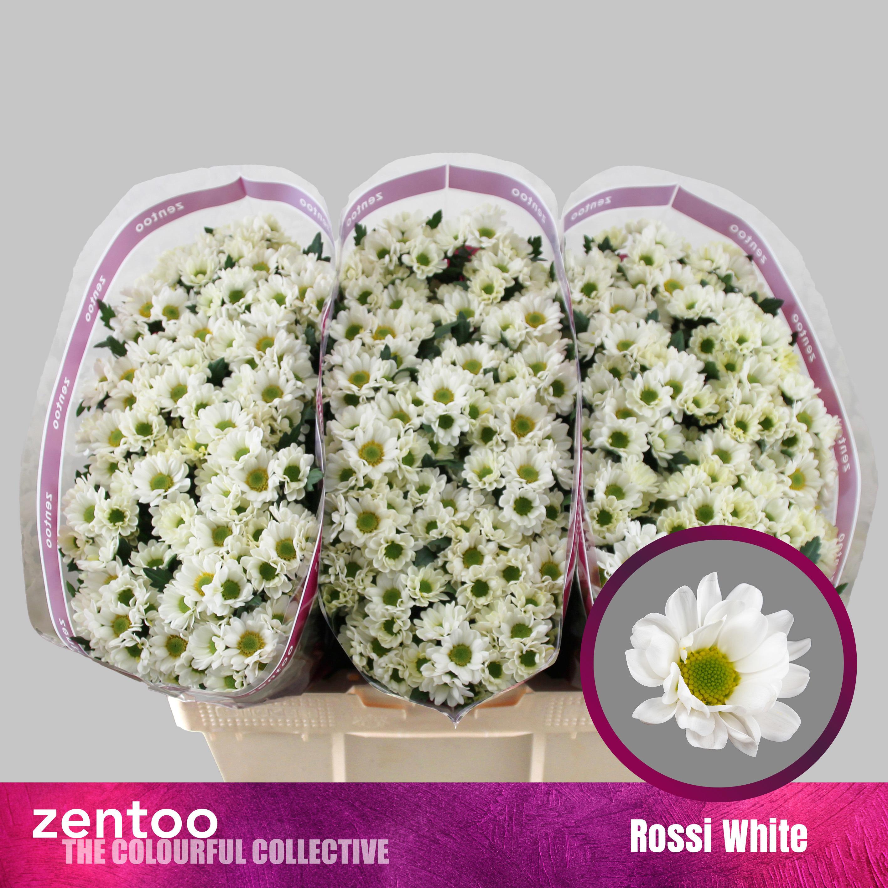 25x Chrysant san.rossi white 50cm