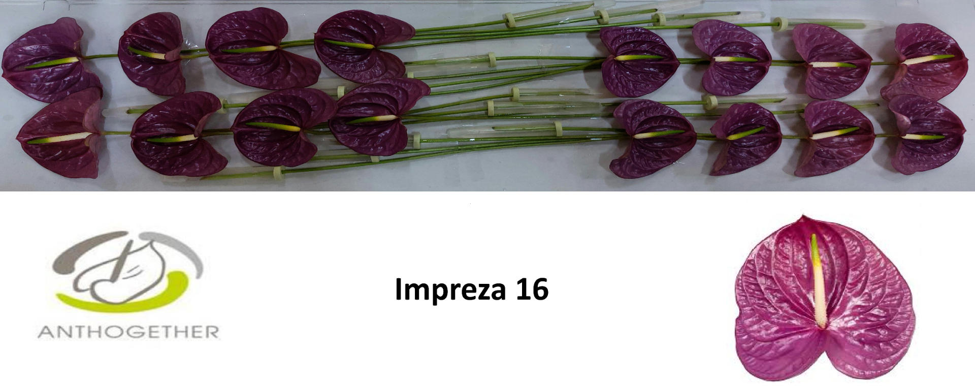 16x Anth.impreza 10cm