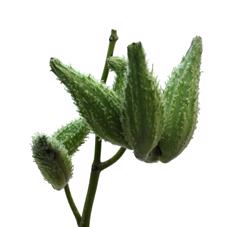 10x Ascl.syriaca 80cm