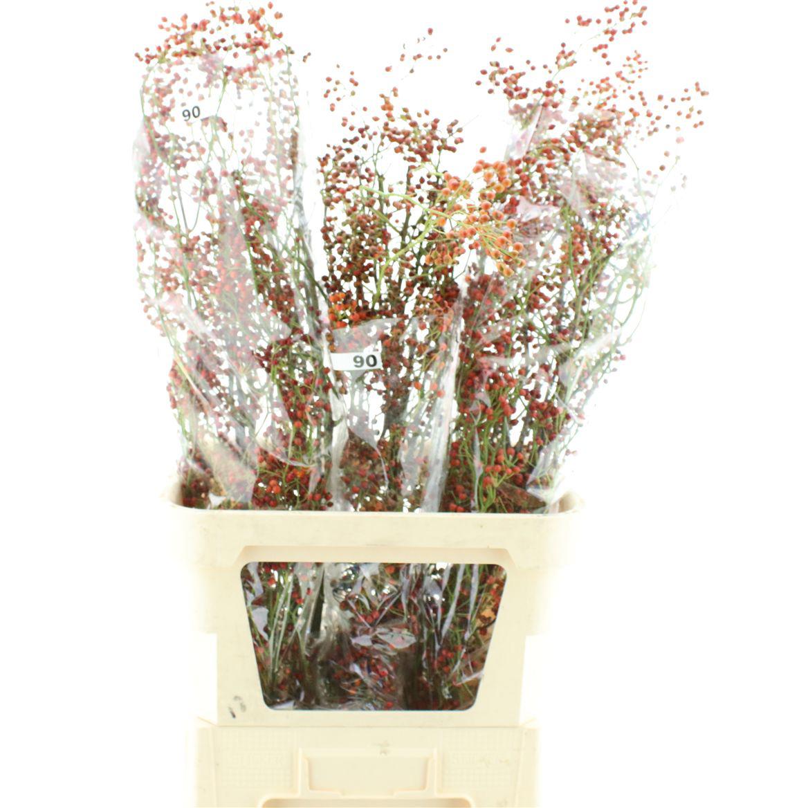 30x Rosa corallo 80cm