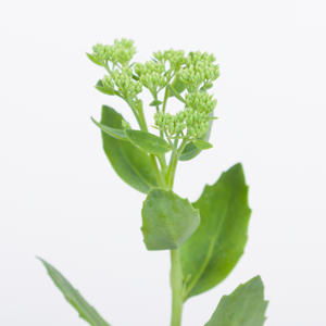 25x Sedum spectabile groen 50cm
