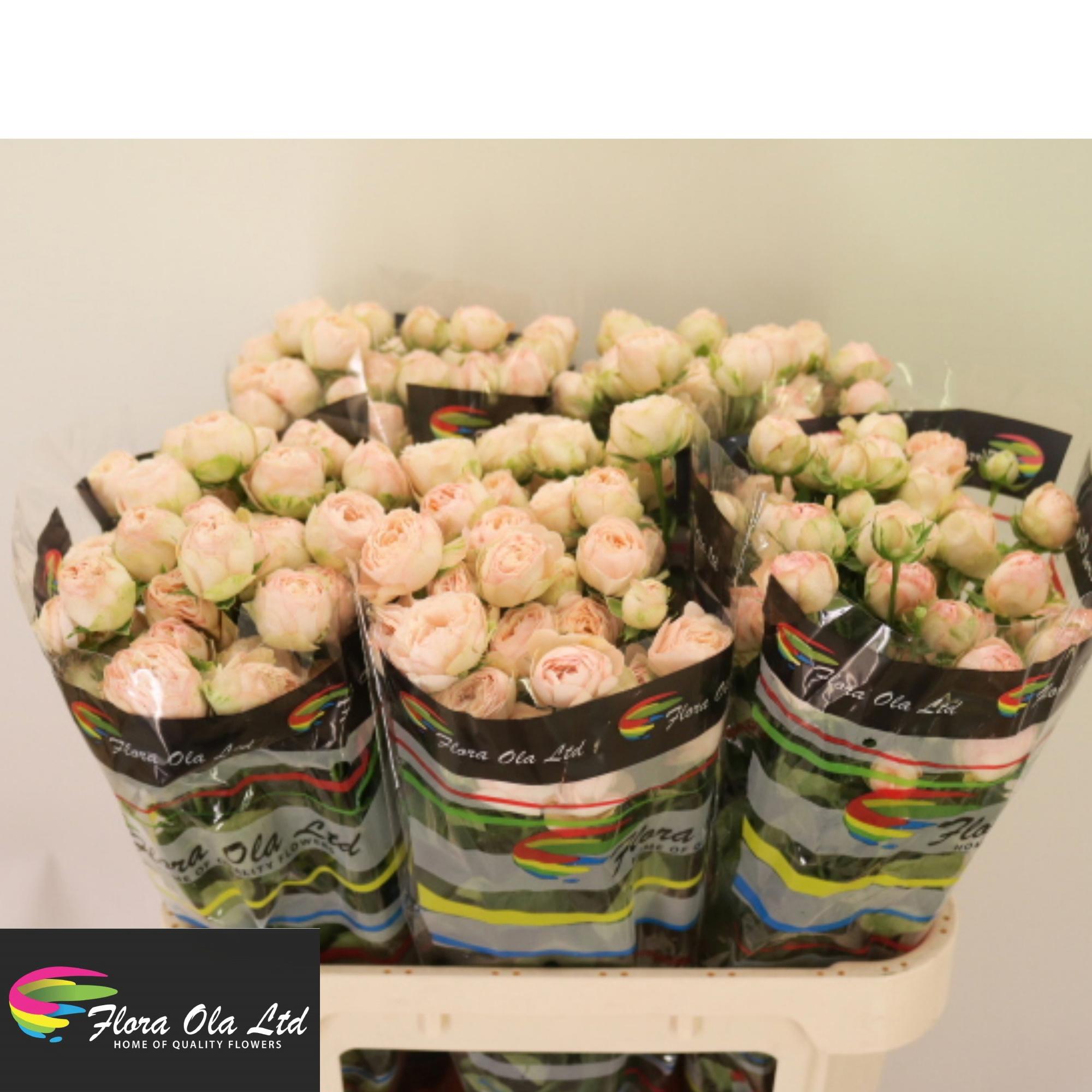 10x Rosa tr. britney 80cm