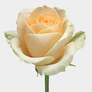 20x Rosa magic avalanche+ 60cm
