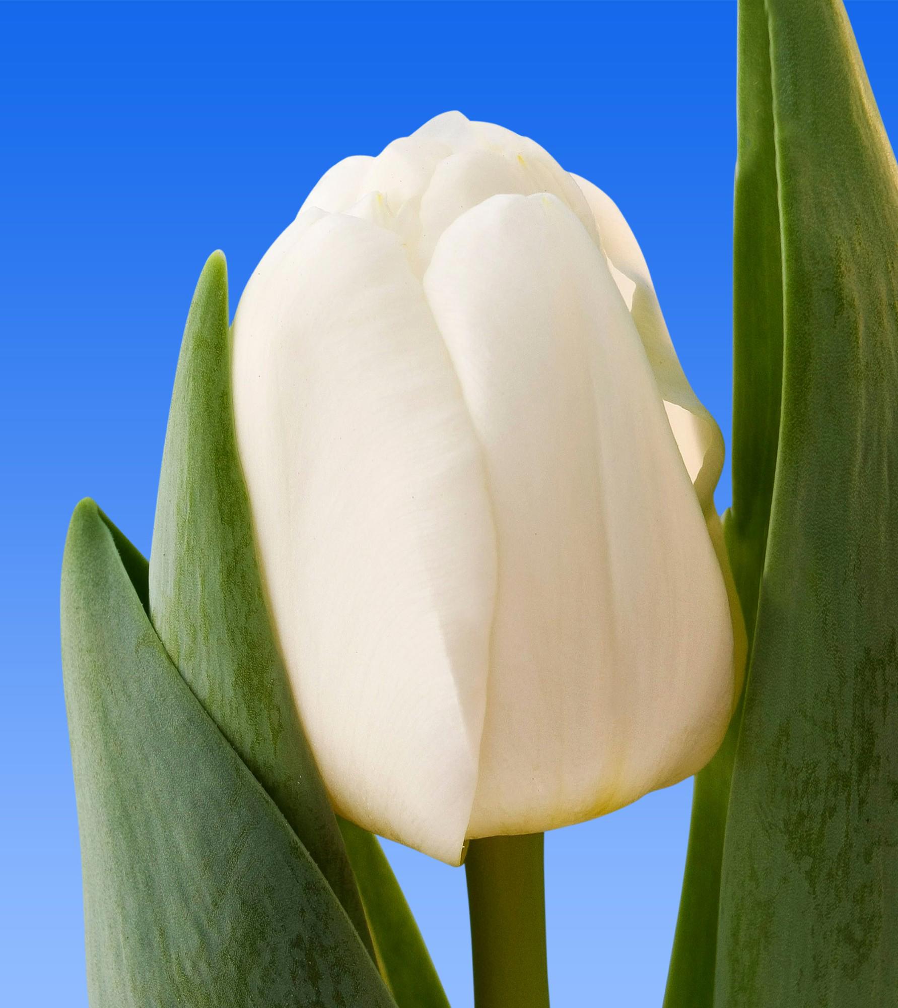 50x Tulipa antartica en 40cm