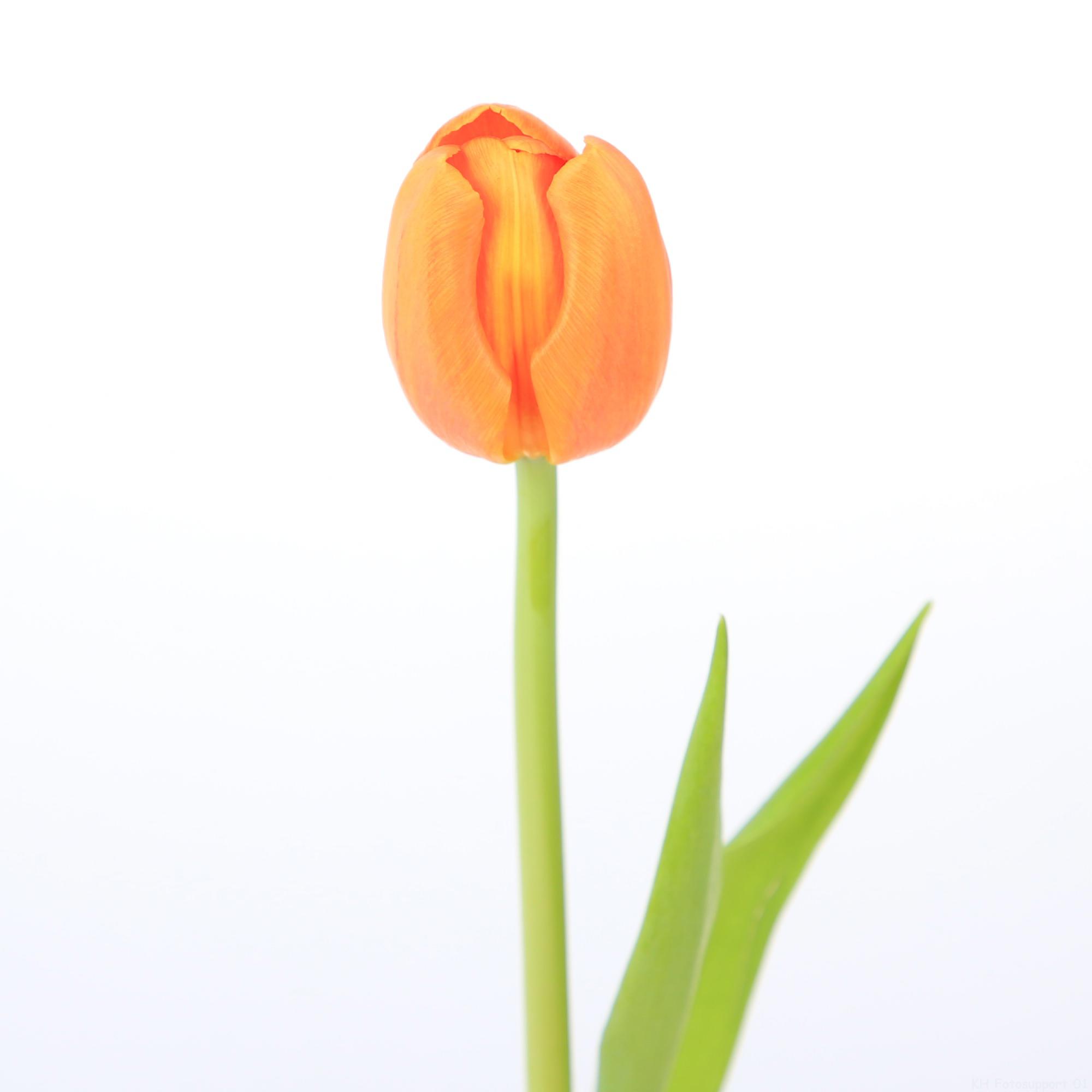 50x Tulipa 1 oranje en 40cm