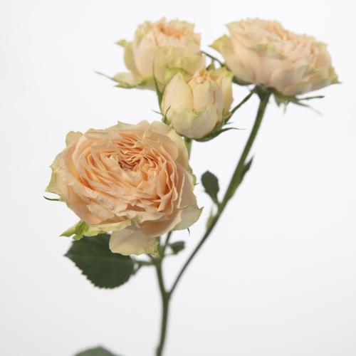 10x Rosa holly 60cm