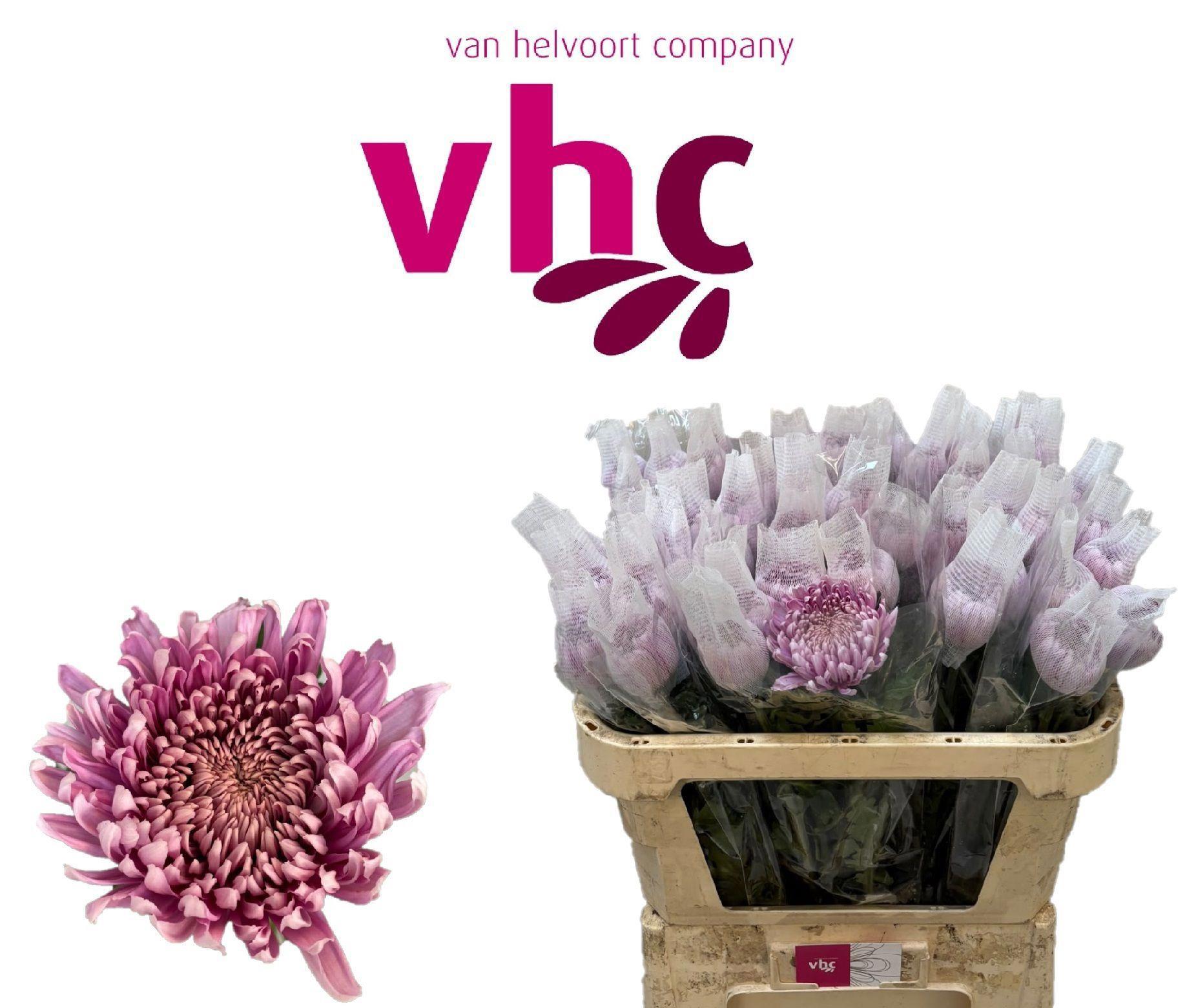 10x Chrysant hornbill 70cm