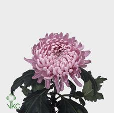 10x Chrysant allouise g 80cm