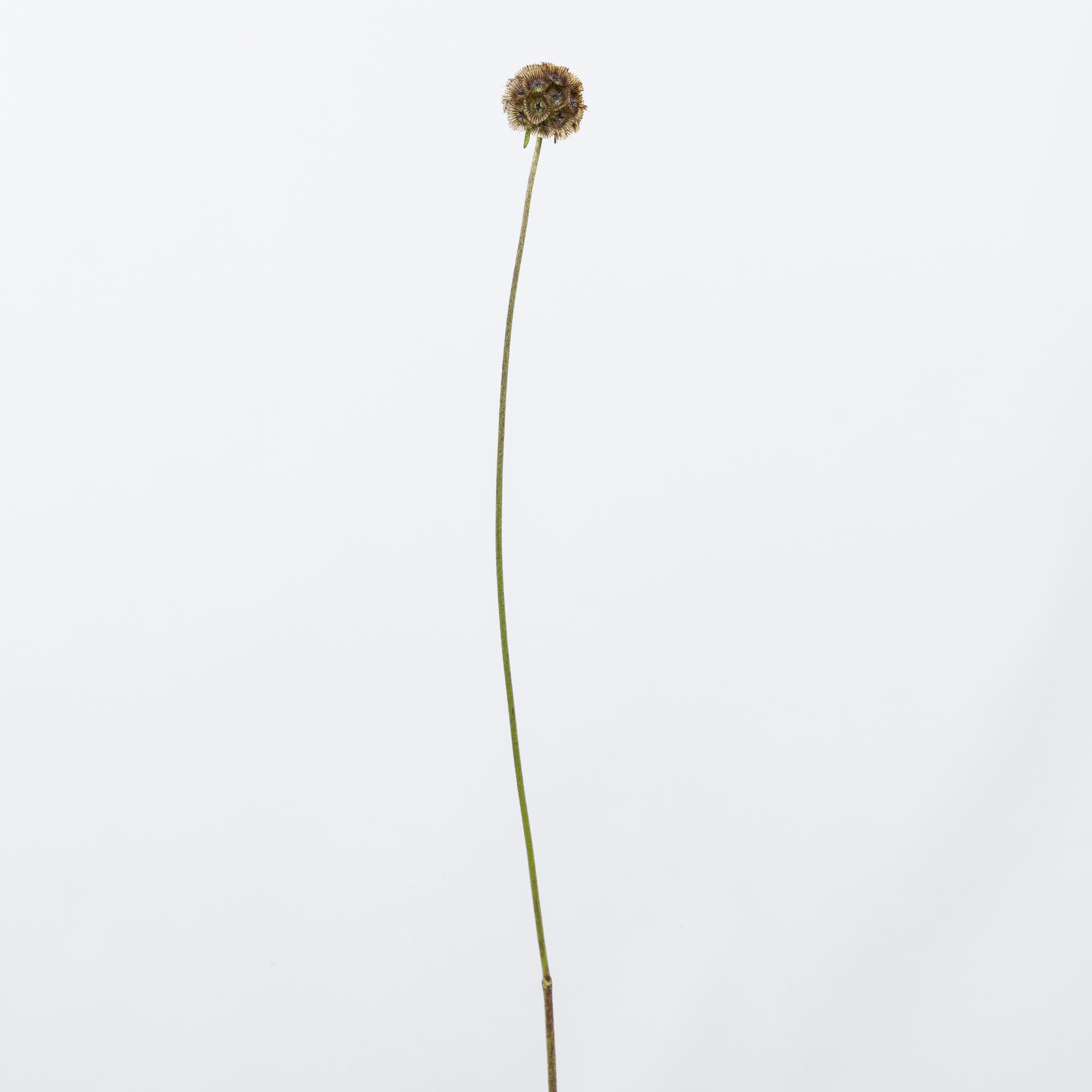 20x Scabiosa stellata 70cm