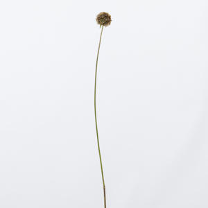 20x Scabiosa stellata 70cm