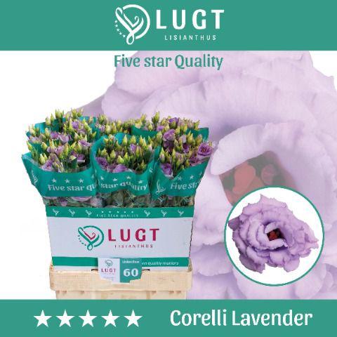 10x Eust.corelli lavender du 70cm
