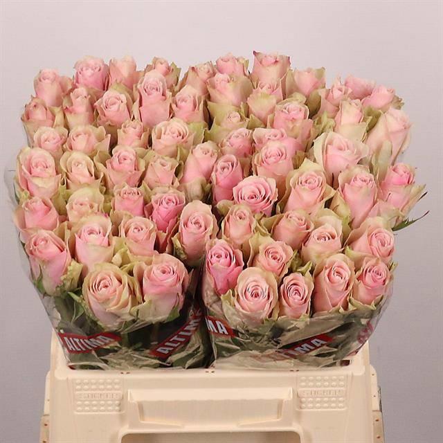 20x Rosa pink athena 40cm