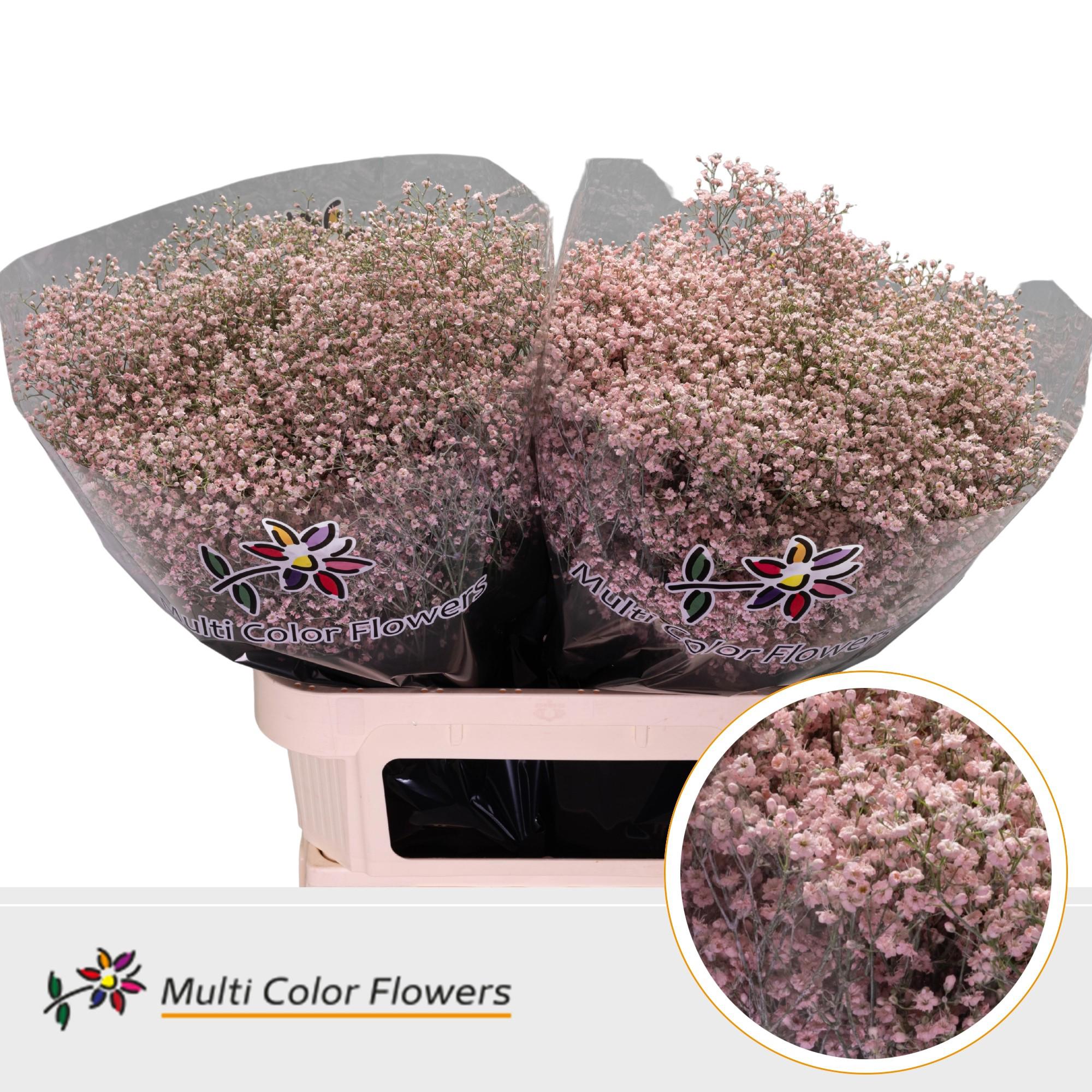 25x Gipskruid m.stars roze 80cm