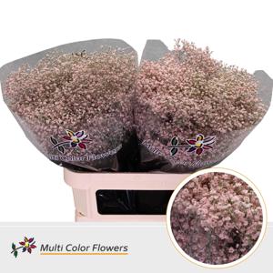 25x Gipskruid m.stars roze 80cm
