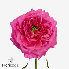 10x Rosa surrey hills! 50cm