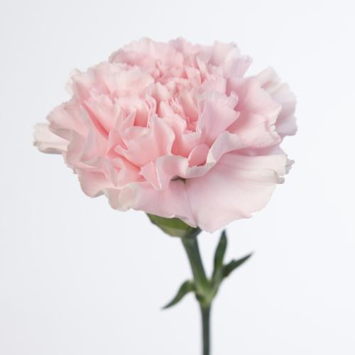 20x Dian.st.essiana 70cm