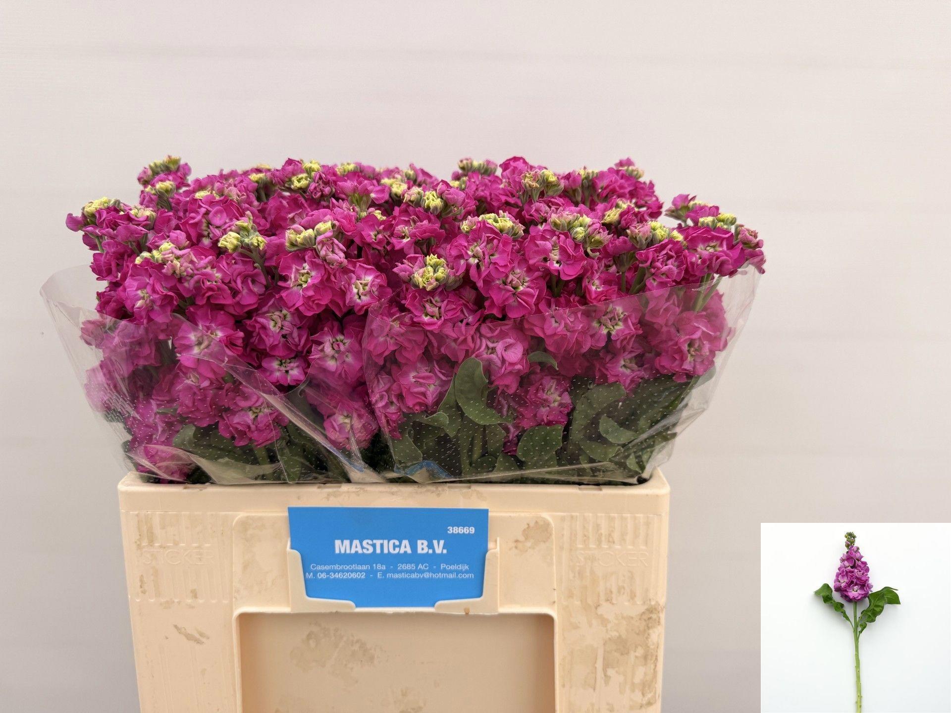 10x Matt.stox deep rose 60cm