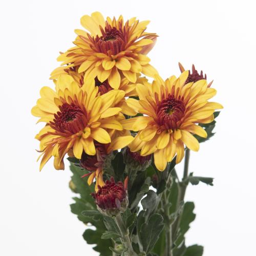 10x Chrysant beppie brons 50cm