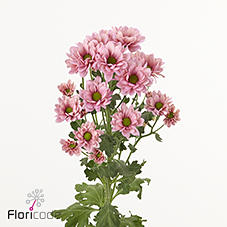 10x Chrysant resq lucie 70cm