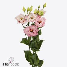 10x Eust.celeb queen du 70cm