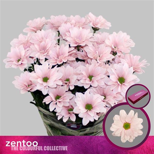 10x Chrysant babe 70cm