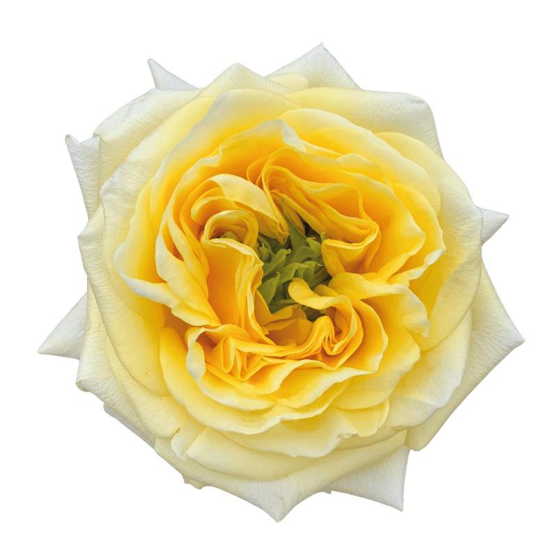 25x Rosa sunny days 50cm