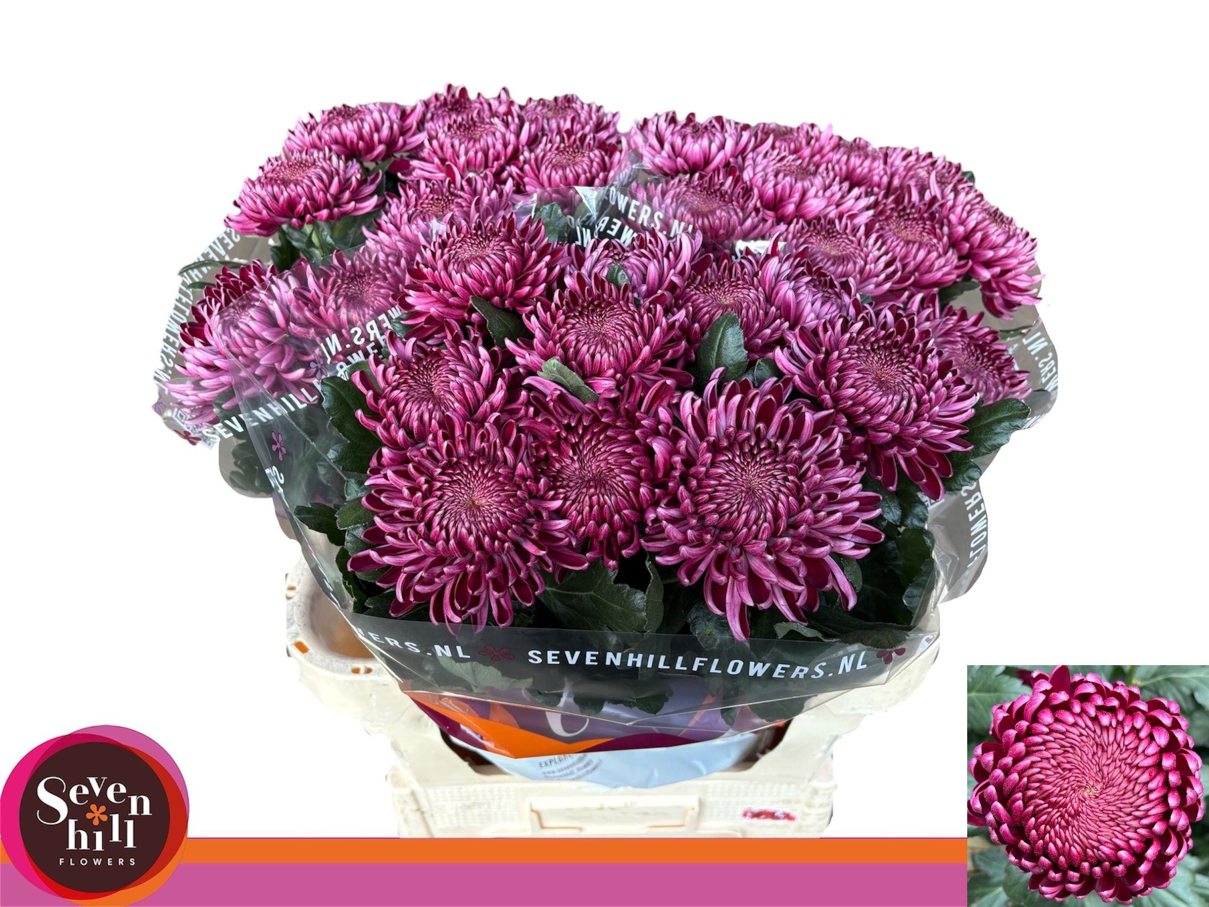 10x Chrysant bigoudi purple g 80cm