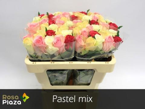20x Rosa mix vast pastel ammerlaan 50cm