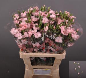 20x Dian.tr.solomio cas 60cm