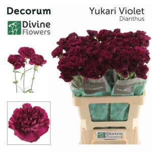 20x Dian.st.yukari violet 60cm