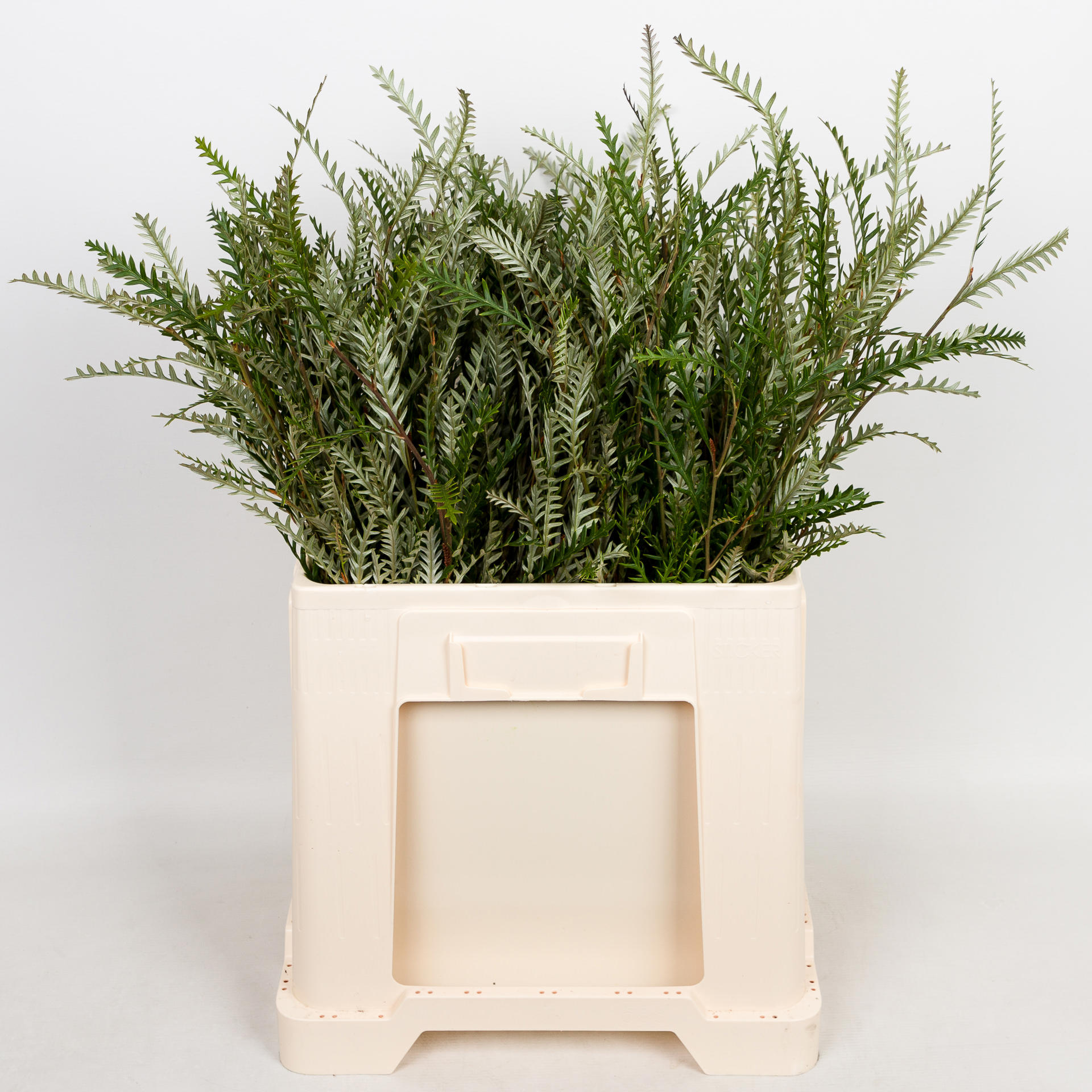 5x Sg grevillea ivanhoe 50cm