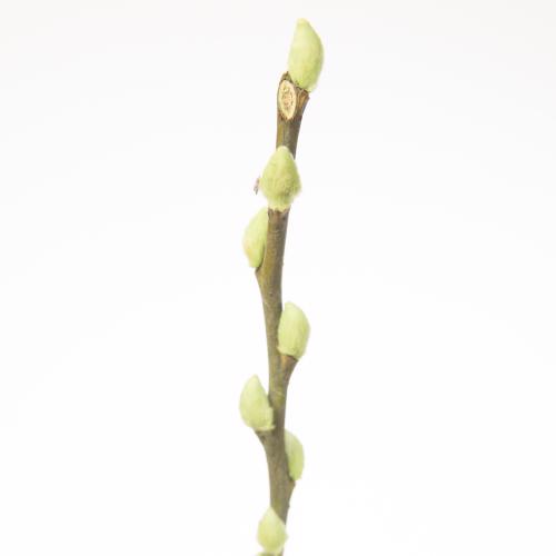 50x Tk salix katjes mint 70cm