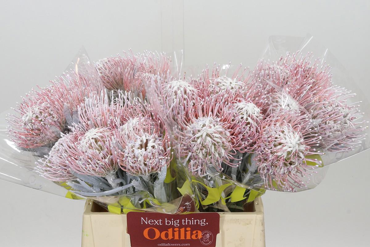 10x Leucos.(v) white 40cm