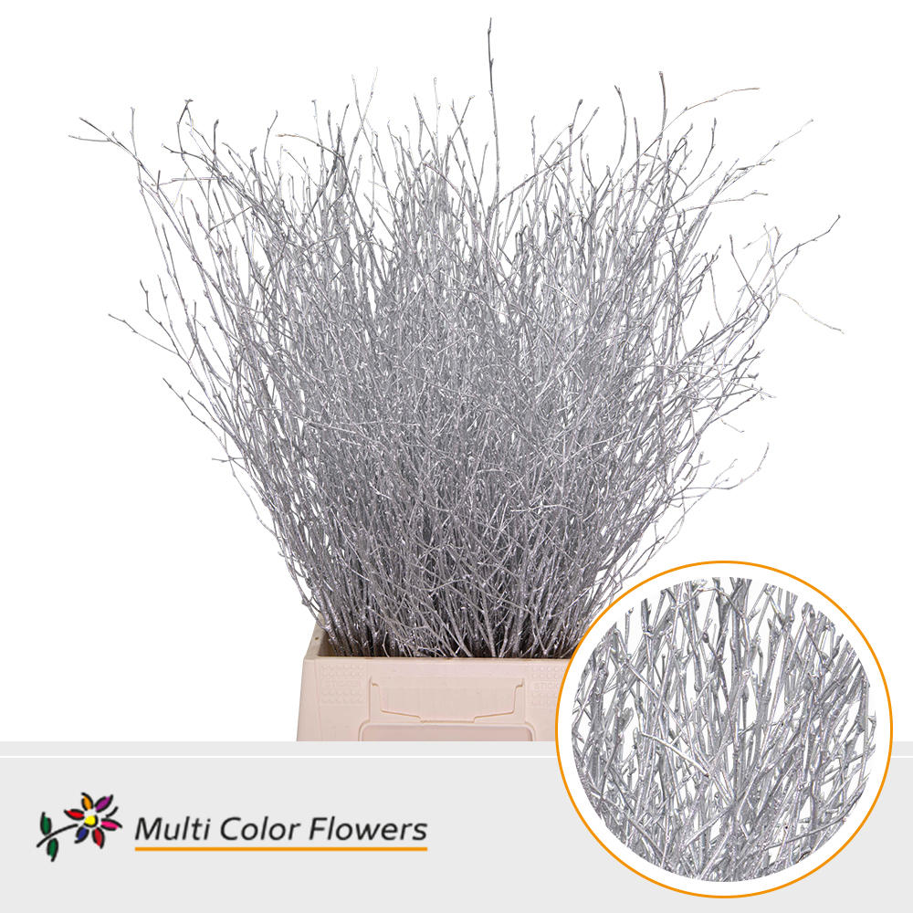 10x Tk betula zilver 70cm