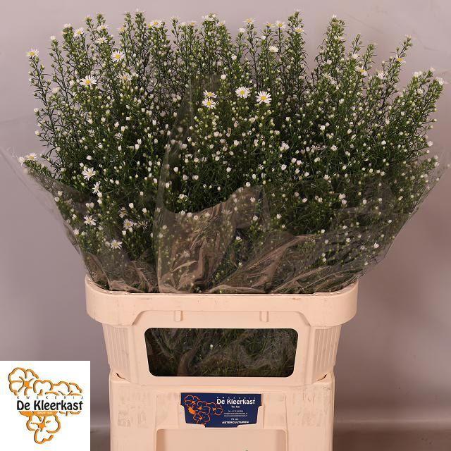 25x Aster monte cassino 80cm
