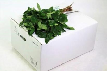 1x Sg salal long air