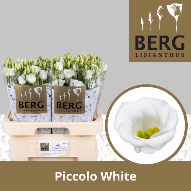 10x Eust.piccolo white en 70cm