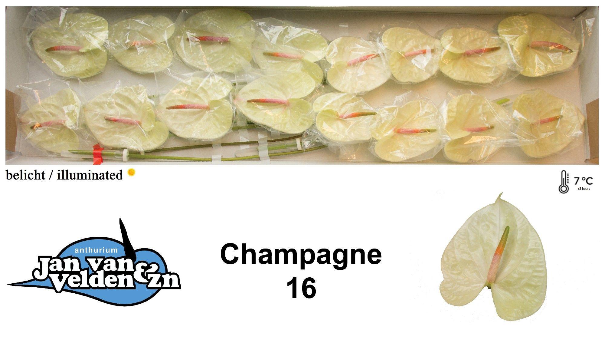 16x Anth.champagne 10cm