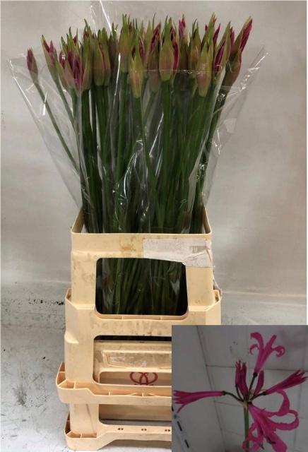 10x Nerine favoriet 70cm