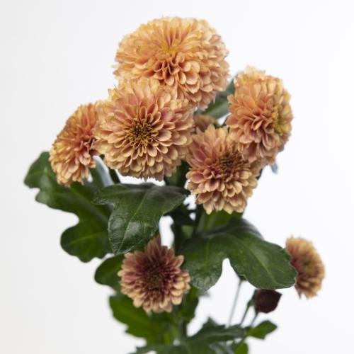 25x Chrysant san.doria salmon 50cm