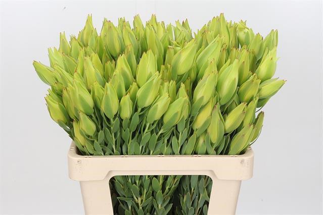 20x Pg leuc.procerum 50cm