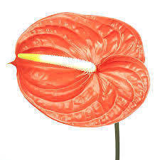 10x Anth.naranja 10cm
