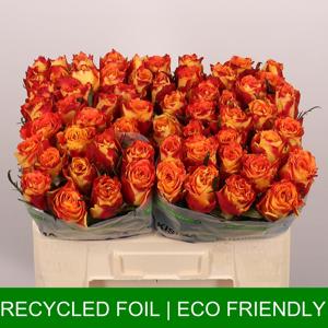 20x Rosa silantoi 50cm