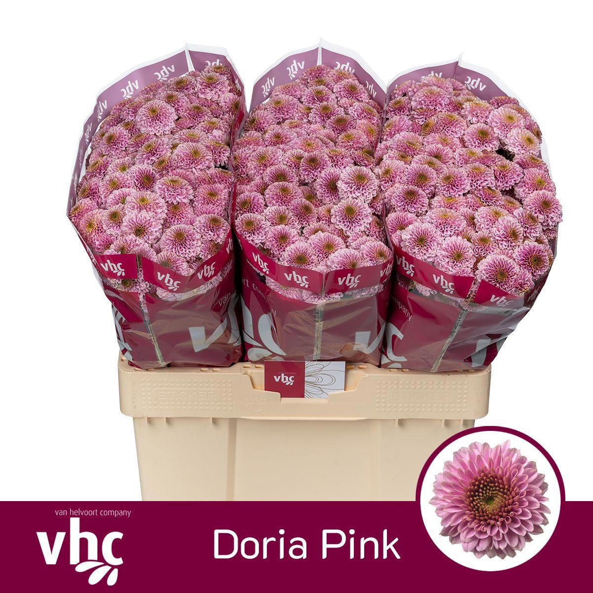 25x Chrysant san.doria pink 50cm